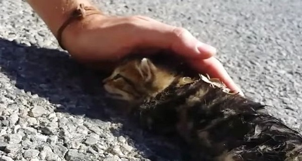 A Bit of Love and Petting Brought this Street Kitten Back to Life A Bit of Love and Petting Brought this Street Kitten Back to Life