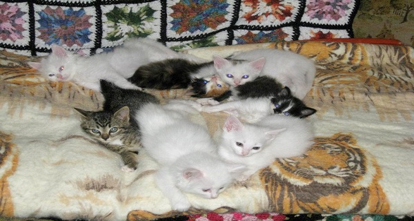 Man Battling Depression Finds New Purpose In Helping Sick Cats Man Battling Depression Finds New Purpose In Helping Sick Cats