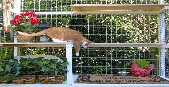 Apparently, Catios Are a Thing Now! Apparently, Catios Are a Thing Now!