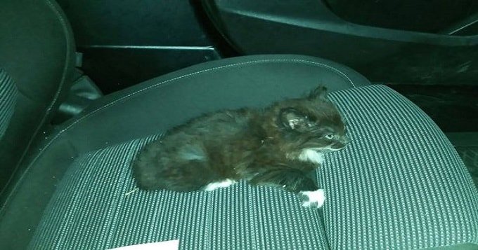 Kitten Suffers Broken Shoulder After Being Thrown from Moving Car in Ireland! Kitten Suffers Broken Shoulder After Being Thrown from Moving Car in Ireland!