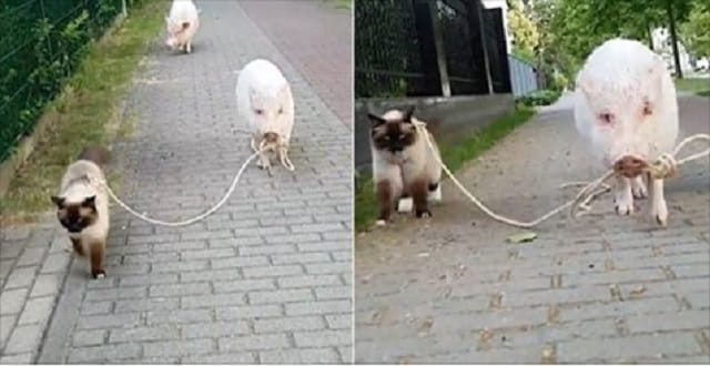 Hilarious Video Shows Moritz the Miniature Pig Take Leonardo the Cat for a Leisurely Walk on a Leash! Hilarious Video Shows Moritz the Miniature Pig Take Leonardo the Cat for a Leisurely Walk on a Leash!