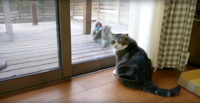 Maru the Cat Calmly Examines Monkeys As They Say Hello Then Steal a Sandal! – VIDEO! Maru the Cat Calmly Examines Monkeys As They Say Hello Then Steal a Sandal! – VIDEO!