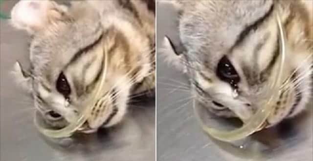 Injured Kitty Literally Cries While On Vet’s Table Injured Kitty Literally Cries While On Vet’s Table