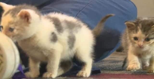 Kent State Student Applies College Classes to Help Abandoned Kittens! Kent State Student Applies College Classes to Help Abandoned Kittens!