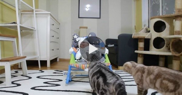 Cat Meets His New Baby Brother For The First Time, And We Can’t Get Enough Of His Reaction Cat Meets His New Baby Brother For The First Time, And We Can’t Get Enough Of His Reaction