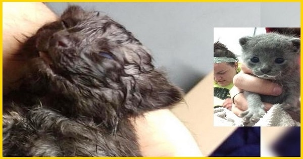 Couple Fights to Save Kittens From Freezing Cold! Couple Fights to Save Kittens From Freezing Cold!