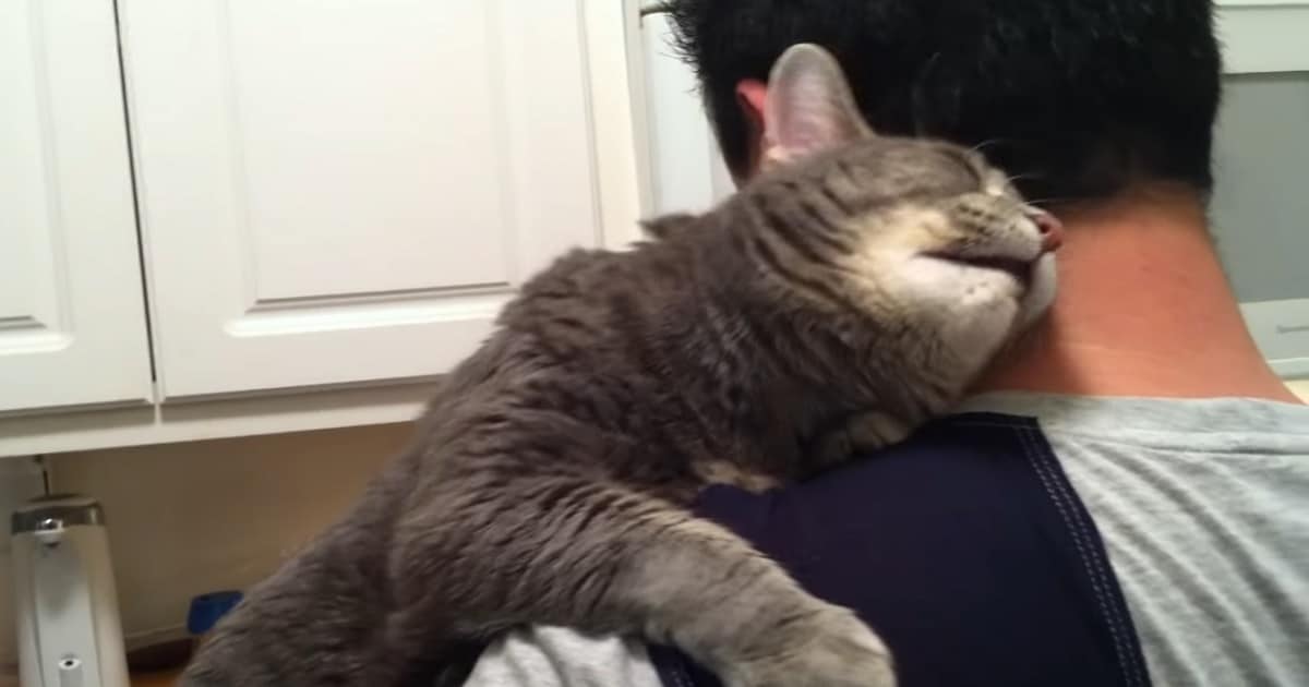 Extremely Attached Kitty Demands Some Attention – You Can Feel the Love! Extremely Attached Kitty Demands Some Attention – You Can Feel the Love!