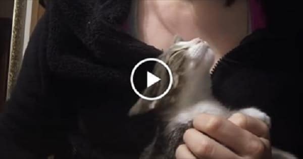 Cute Kitten Demands Petting in The Most Adorable of Ways! Cute Kitten Demands Petting in The Most Adorable of Ways!