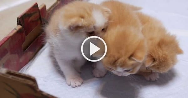 Precious Moment Of Three Little Ginger Kittens & Mama Cat – Pure Cuteness Overload! Precious Moment Of Three Little Ginger Kittens & Mama Cat – Pure Cuteness Overload!