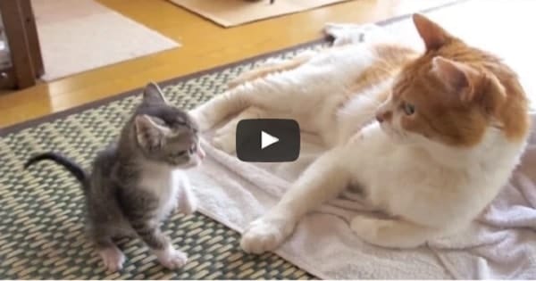 Meet Ohagi – a Cute Kitten Getting to Know his Forever Home! Meet Ohagi – a Cute Kitten Getting to Know his Forever Home!