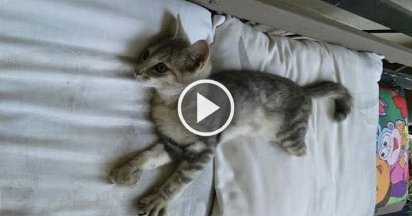 Kitten Still a ‘Happy Camper’ Despite Two Legs Which Were Cut Shorter! Kitten Still a ‘Happy Camper’ Despite Two Legs Which Were Cut Shorter!