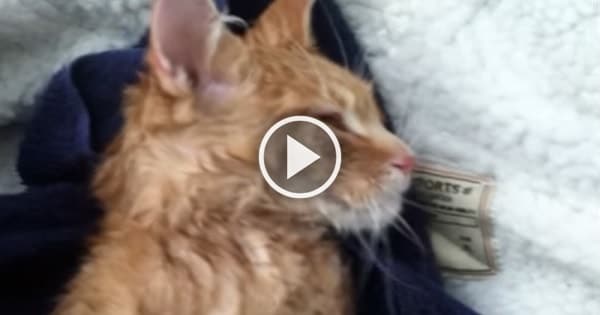 Rescuing Elsa – The Frozen Kitten Rescuing Elsa – The Frozen Kitten