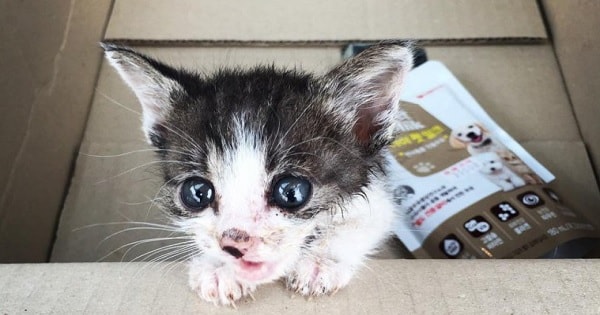 Orphaned Kitten Suffering From An Injured Foot Asked a Couple For Help – What They Did Will Make You … Orphaned Kitten Suffering From An Injured Foot Asked a Couple For Help – What They Did Will Make You …