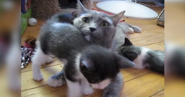 Kim The Cat Calls Her Kittens to Lunch Kim The Cat Calls Her Kittens to Lunch