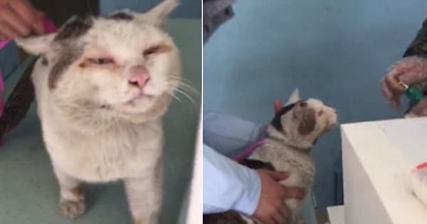 This Homeless Cat ‘Without Eyelids’ Received Surgery From A Kind Vet And Now … This Homeless Cat ‘Without Eyelids’ Received Surgery From A Kind Vet And Now …