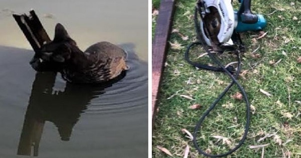 Kitten Cruelly Tied To Makita Electric Circular Saw – In A River, Is Rescued Kitten Cruelly Tied To Makita Electric Circular Saw – In A River, Is Rescued