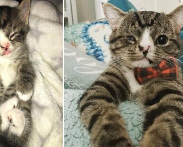 How Arlo, the Kitten Suffering from Hydrocephalus, Found Love and a Forever Home How Arlo, the Kitten Suffering from Hydrocephalus, Found Love and a Forever Home
