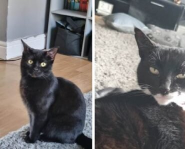 Cat Owners Beware: Antifreeze Poisoning Claims One Pet’s Life and Leaves Another Injured Cat Owners Beware: Antifreeze Poisoning Claims One Pet’s Life and Leaves Another Injured