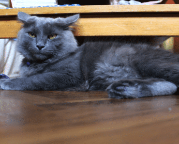 Discovering the Enchanting Nebelung Cat Breed Discovering the Enchanting Nebelung Cat Breed