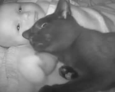 Family Spots Adorable Kitten Creeping into Baby’s Crib for Cuddle Sessions Family Spots Adorable Kitten Creeping into Baby’s Crib for Cuddle Sessions