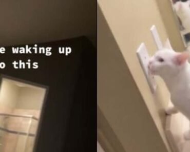 Amused Pet Owners Discover Their Cheeky Cat Playing with the Light Switch at Dawn Amused Pet Owners Discover Their Cheeky Cat Playing with the Light Switch at Dawn