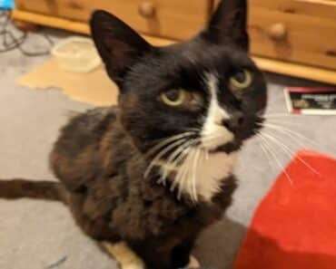 Cat Astonishingly Reunited With Owner After an 11-Year Separation Cat Astonishingly Reunited With Owner After an 11-Year Separation