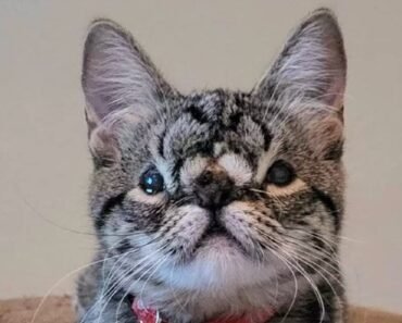 Charming Kitten with a Unique Squishy Face Awaits a Loving Home Charming Kitten with a Unique Squishy Face Awaits a Loving Home