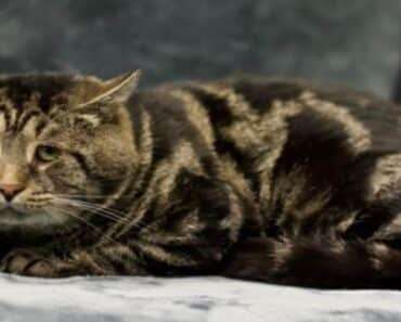 Cinderella Story: Depressed Shelter Cat’s Fairy-Tale Transformation Cinderella Story: Depressed Shelter Cat’s Fairy-Tale Transformation