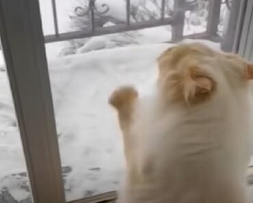 Indoor Cat Pesters Owner for Snowy Outdoor Playtime Indoor Cat Pesters Owner for Snowy Outdoor Playtime