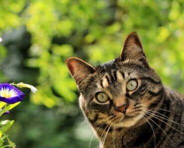 Natural and Simple Solutions to Prevent Cats from Defecating in Your Garden Natural and Simple Solutions to Prevent Cats from Defecating in Your Garden