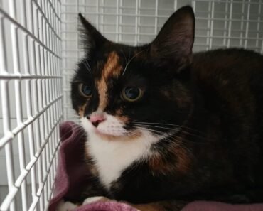 Rescue Team Discovers Cat Left Behind with Emotional Farewell Message Rescue Team Discovers Cat Left Behind with Emotional Farewell Message