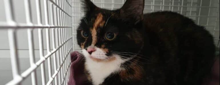 Rescue Team Discovers Cat Left Behind with Emotional Farewell Message Rescue Team Discovers Cat Left Behind with Emotional Farewell Message