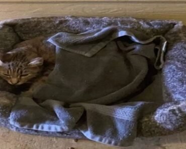 Rescued Cat with Mysterious Note Unveils Charming Bundle of Joy Underneath Her Towel Rescued Cat with Mysterious Note Unveils Charming Bundle of Joy Underneath Her Towel