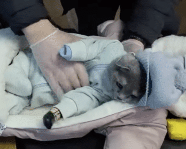 Russian Woman Arrested for Disguising Cat as Baby in Drug Smuggling Scheme Russian Woman Arrested for Disguising Cat as Baby in Drug Smuggling Scheme