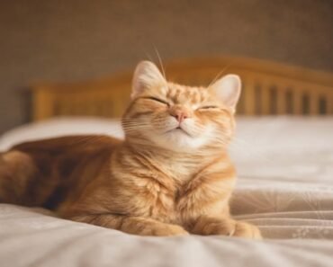 Study Discovers Cats Exhibit 276 Unique Facial Expressions Study Discovers Cats Exhibit 276 Unique Facial Expressions