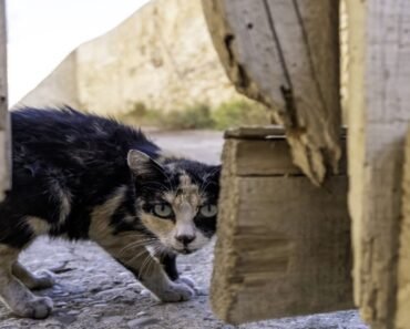 UK Resident Suffers Extensive Infection from Unidentified Bacterium After Cat Bite UK Resident Suffers Extensive Infection from Unidentified Bacterium After Cat Bite